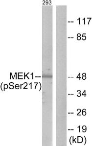 Western blot analysis of lysates from 293 cells treated with PMA 125ng/ml 30' using Anti-MEK1 + MEK2 (phospho Ser217) Antibody. The right hand lane represents a negative control, where the antibody is blocked by the immunising peptide.