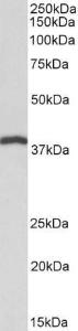 Anti-IDH3B Antibody (A82627) (01 µg/ml) staining of Pig Heart lysate (35 µg protein in RIPA buffer) Primary incubation was 1 hour Detected by chemiluminescence