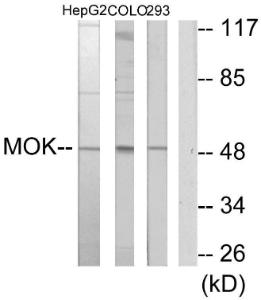 Western blot analysis of lysates from HepG COLO205, and 293 cells using Anti-MOK Antibody. The right hand lane represents a negative control, where the antibody is blocked by the immunising peptide