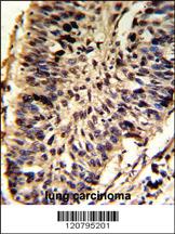 Anti-SPDL1 Rabbit Polyclonal Antibody