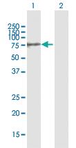 Anti-GALNT10 Mouse Polyclonal Antibody