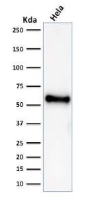 Western blot analysis of HeLa cell lysate using Anti-p53 Antibody [rBP53-12]