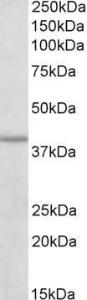 Anti-IDH3B Antibody (A82627) (03 µg/ml) staining of Human Skeletal muscle lysate (35 µg protein in RIPA buffer) Primary incubation was 1 hour Detected by chemiluminescence