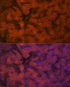 Immunofluorescence analysis of human liver using Anti-PON1 Antibody [ARC2001] (A308894) at a dilution of 1:100 (40x lens). DAPI was used to stain the cell nuclei (blue)