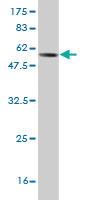 Anti-FGL1 Mouse Monoclonal Antibody [clone: 2A4]