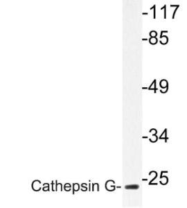 Western blot analysis of lysate from COLO cells using Anti-Cathepsin&nbsp;G Antibody