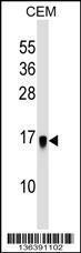 Anti-LGALSL Rabbit Polyclonal Antibody (FITC (Fluorescein Isothiocyanate))