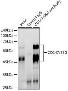 Immunoprecipitation analysis of 600 µg extracts of mouse brain using 3 µg of Anti-CD147 Antibody (A11460). This Western blot was performed on the immunoprecipitate using Anti-CD147 Antibody (A11460) at a dilution of 1:1000