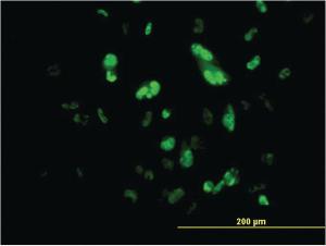 Anti-FOXA2 Mouse Monoclonal Antibody [clone: 1C7]