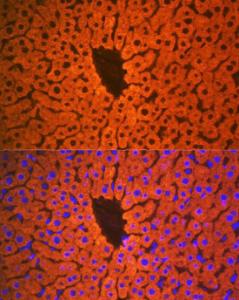 Immunofluorescence analysis of mouse liver using Anti-PON1 Antibody [ARC2001] (A308894) at a dilution of 1:100 (40x lens). DAPI was used to stain the cell nuclei (blue)