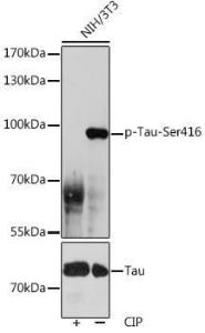 Western blot analysis of extracts of NIH/3T3 cells, using Anti-Tau (phospho Ser416) Antibody (A308895) at 1:1,000 dilution or Tau antibody (A0002)