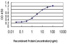 Anti-ZHX1 Mouse Monoclonal Antibody [clone: 5E5]