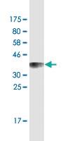 Anti-NR1D1 Mouse Monoclonal Antibody [clone: 4A3]