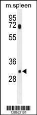 Anti-MCAR1 Rabbit Polyclonal Antibody (AP (Alkaline Phosphatase))