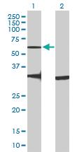 Anti-GPR176 Mouse Polyclonal Antibody