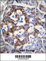 Anti-SEMA3G Rabbit Polyclonal Antibody (FITC (Fluorescein Isothiocyanate))