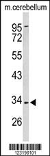 Anti-TNFSF14 Rabbit Polyclonal Antibody