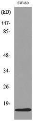 Western blot analysis of lysate from SW480 cells using Anti-MDK Antibody