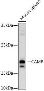 Western blot analysis of extracts of Mouse spleen, using Anti-Cathelicidin / CLP Antibody (A11466) at 1:1,000 dilution. The secondary antibody was Goat Anti-Rabbit IgG H&L Antibody (HRP) at 1:10,000 dilution.