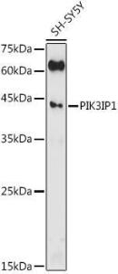 Western blot analysis of extracts of SH-SY5Y cells, using Anti-PIK3IP1 Antibody (A305961) at 1:500 dilution. The secondary Antibody was Goat Anti-Rabbit IgG H&L Antibody (HRP) at 1:10000 dilution. Lysates/proteins were present at 25 µg per lane