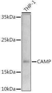 Western blot analysis of extracts of THP-1 cells, using Anti-Cathelicidin / CLP Antibody (A11466) at 1:1,000 dilution. The secondary antibody was Goat Anti-Rabbit IgG H&L Antibody (HRP) at 1:10,000 dilution.