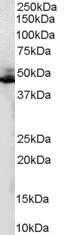 Antibody A84131-100 100 µg