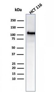 Western blot analysis of HCT116 cell lysate using Anti-MSH2 Antibody [MSH2/6549R]