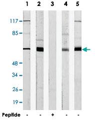 Anti-GNL3L Rabbit Polyclonal Antibody