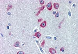 Anti-PCK1 Antibody (A84132) (2 µg/ml) staining of paraffin embedded Human Cerebral Cortex. Steamed antigen retrieval with citrate buffer pH 6, AP-staining