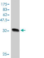 Anti-CASP6 Mouse Polyclonal Antibody