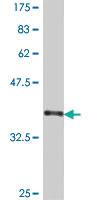 Anti-CLOCK Mouse Polyclonal Antibody