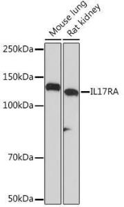 Western blot analysis of extracts of various cell lines, using Anti-IL-17RA Receptor Antibody [ARC1240] (A305962) at 1:1,000 dilution The secondary antibody was Goat Anti-Rabbit IgG H&L Antibody (HRP) at 1:10,000 dilution Lysates/proteins were present at 25 µg per lane