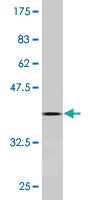 Anti-SOX18 Mouse Monoclonal Antibody [clone: 2G12]