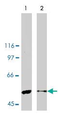 Anti-LPAR1 Polyclonal Antibody