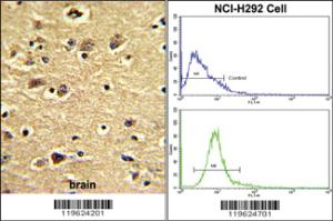 Anti-EMID1 Rabbit Polyclonal Antibody