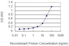 Anti-NXPH3 Mouse Monoclonal Antibody [clone: 4C8]