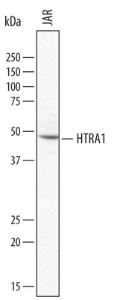 Anti-HTRA1 Sheep Polyclonal Antibody