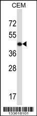 Anti-ACTG2 Rabbit Polyclonal Antibody (APC (Allophycocyanin))