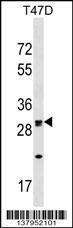 Anti-OR1M1 Rabbit Polyclonal Antibody (FITC (Fluorescein Isothiocyanate))