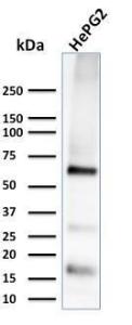 Western blot analysis of HePG2 cell lysate using Anti-Glypican 3 Antibody [1G12]