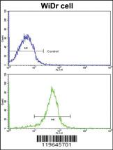 Anti-SIDT1 Rabbit Polyclonal Antibody