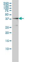 Anti-NCK1 Mouse Monoclonal Antibody [clone: 1A1]