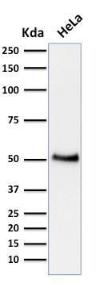 Western blot analysis of human HeLa cell lysate using Anti-p53 Antibody [BP53-12]