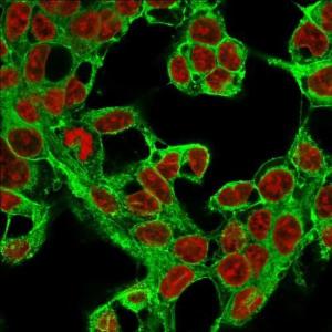 Immunofluorescent analysis of methanol fixed HepG2 cells stained with Anti-Glypican 3 Antibody [1G12] followed by Goat Anti-Mouse IgG (CF&#174; 488) (Green). The nuclear counterstain is RedDot (Red).