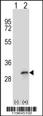 Anti-SIDT1 Rabbit Polyclonal Antibody