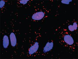 Anti-ICAM1 + FGG Antibody Pair