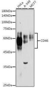 Western blot analysis of extracts of various cell lines, using Anti-CD46 Antibody (A11467) at 1:1,000 dilution