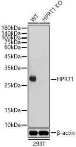 Western blot analysis of extracts from wild type(WT) and HPRT1 knockout (KO) 293T cells, using Anti-HPRT Antibody [ARC1300] (A305963) at 1:1000 dilution. The secondary Antibody was Goat Anti-Rabbit IgG H&L Antibody (HRP) at 1:10000 dilution