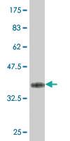 Anti-ZNF214 Mouse Monoclonal Antibody [clone: 8E7]