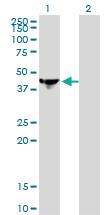 Anti-NCK1 Mouse Monoclonal Antibody [clone: 1A1]